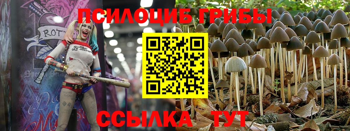 Псилоцибиновые грибы Psilocybe  Вход с VPN  Лесной  Псилоцибиновые грибы Psilocybe 